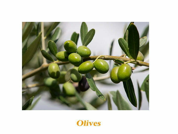 How To Choose The Right Olive Oil Extraction Machine? 1 Olives