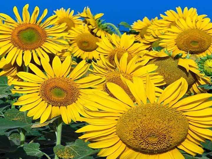 Tournesols