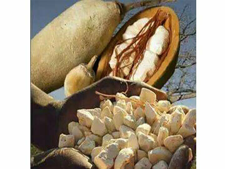 baobab fruit and seed