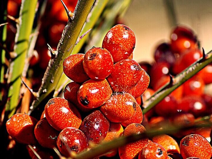 Palm Kernel Oil Production Line | Complete Palm Kernel Oil Processing Plant 3 Palm fruits for palm oil extraction