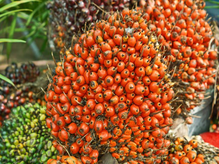 fruits du palmier